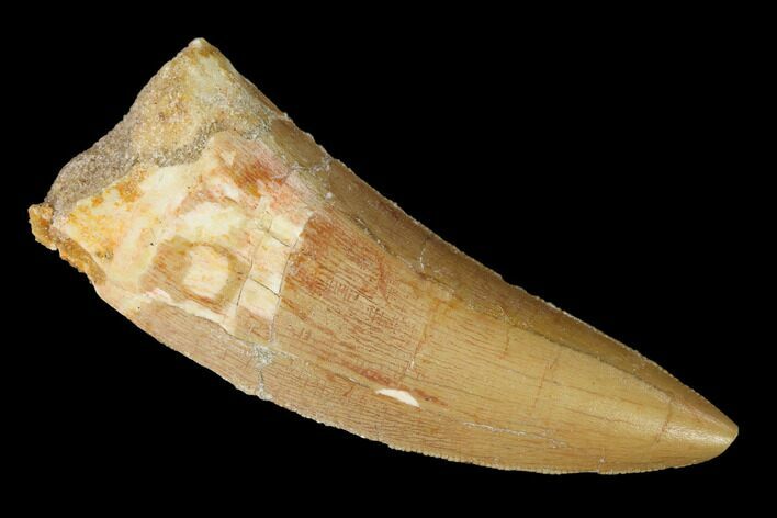 Serrated, Carcharodontosaurus Tooth - Real Dinosaur Tooth #164053